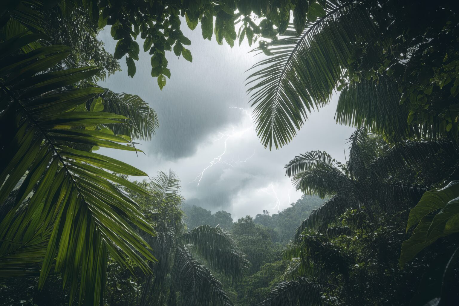 tropiko dasos apopsilosi