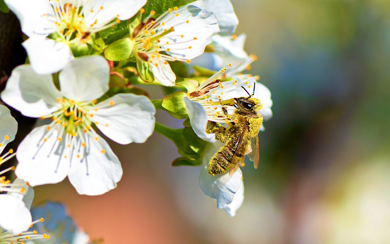A closeup of a honeybee full of yellow pollen sucking on a white luscious blossom.